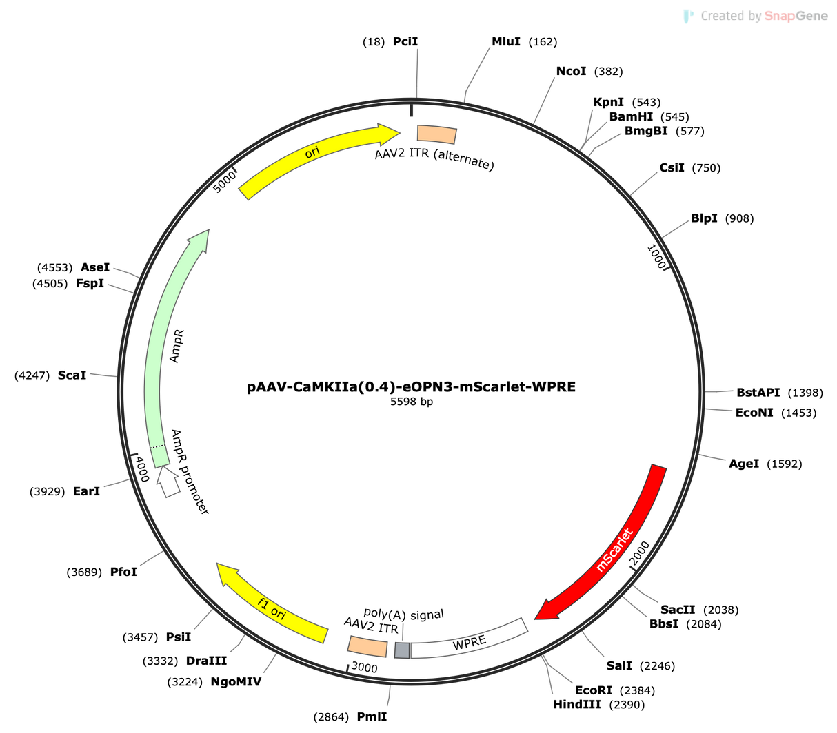 AAV-CaMKIIa(0.4)-eOPN3-mScarlet