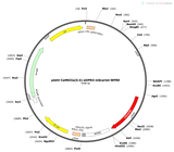 AAV-CaMKIIa(0.4)-eOPN3-mScarlet