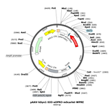 AAV-hSyn1-SIO-eOPN3-mScarlet