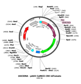AAV-CaMKII-Cre-tdTomato