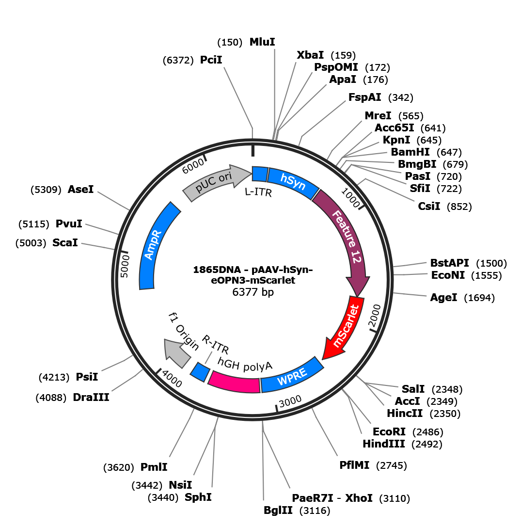 AAV-hSyn-eOPN3-mScarlet