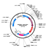 AAV-hSyn-eOPN3-mScarlet