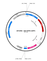 AAV-Syn-roGFP1