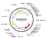 AAV-hSyn-axon-jGCaMP8s-P2A-mRuby3