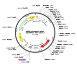 AAV-hSyn-axon-jGCaMP8m-P2A-mRuby3