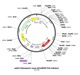 AAV-hSyn-axon-jGCaMP8f-P2A-mRuby3