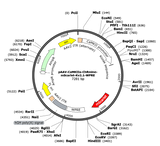 AAV-CaMKIIa-ChRmine-mScarlet-Kv2.1