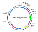 AAV-hSyn-Peredox-mCitrine