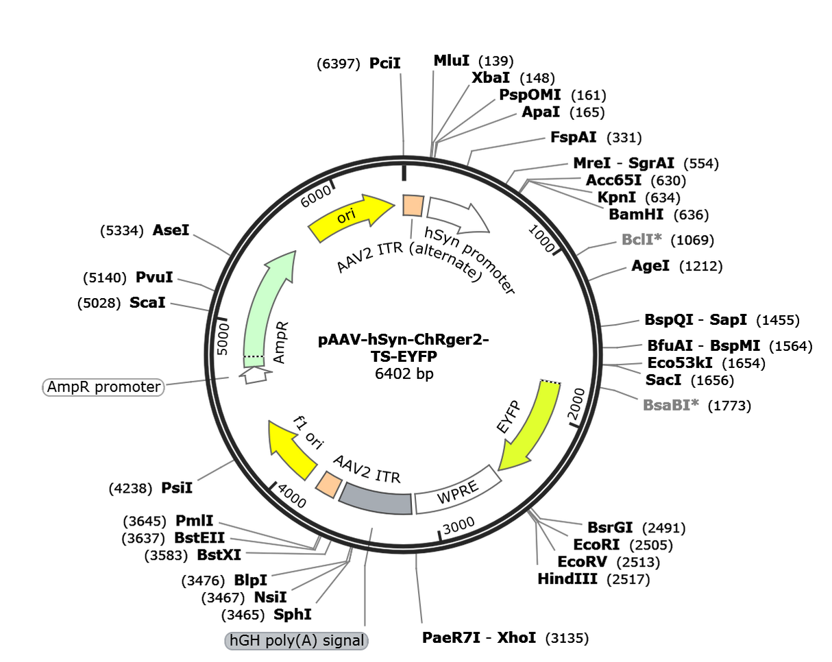 AAV-hSyn-ChRger2-TS-EYFP
