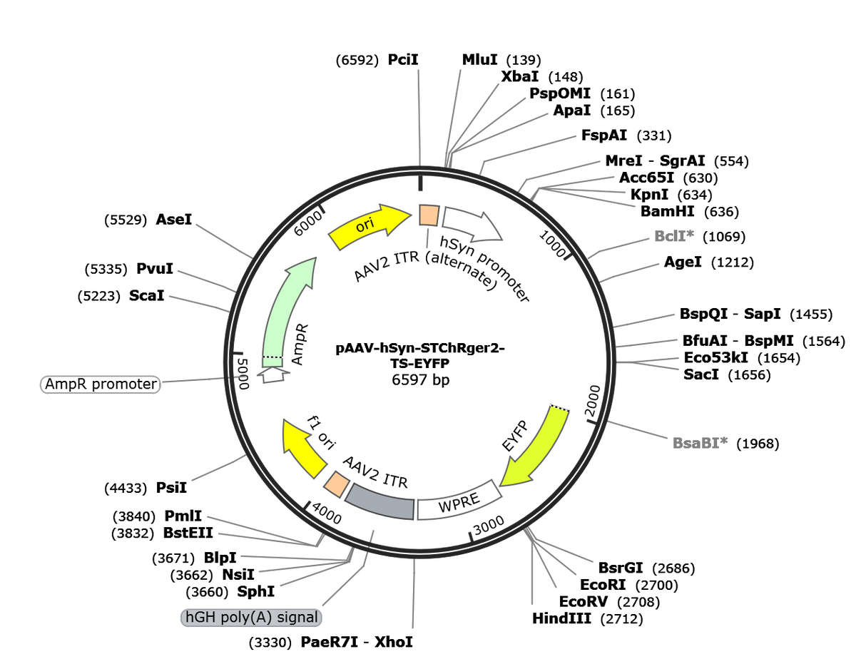 AAV-hSyn-STChRger2-TS-EYFP