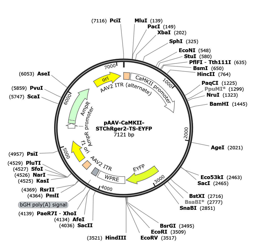 AAV-CaMKII-STChRger2-TS-EYFP