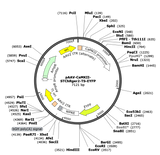 AAV-CaMKII-STChRger2-TS-EYFP
