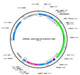 AAV-hSyn-HA-eLACCO2.1-NGR