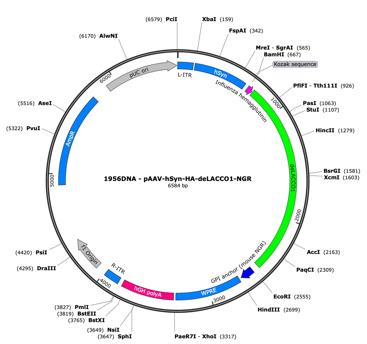 AAV-hSyn-HA-deLACCO1-NGR