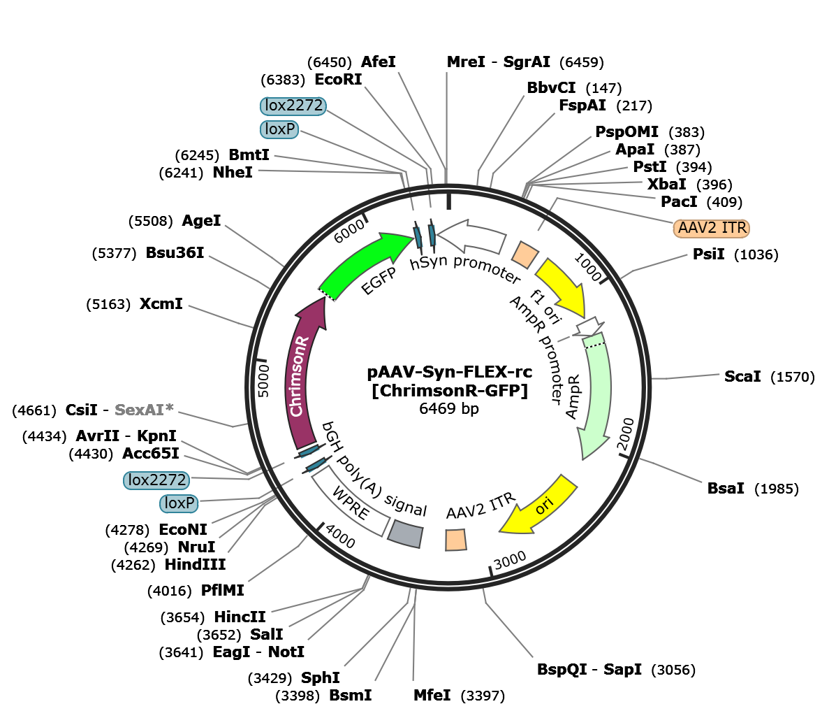 AAV-Syn-Flex-rc[ChrimsonR-GFP]