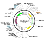 AAV-Syn-Flex-rc[ChrimsonR-GFP]
