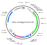 AAV-gfaABC1D-HA-eLACCO2.1-NGR