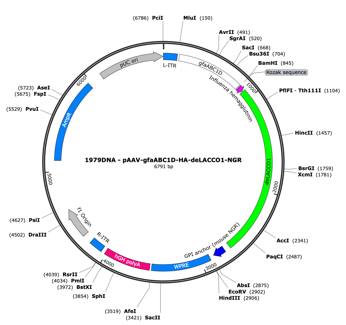 AAV-gfaABC1D-HA-deLACCO1-NGR