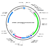 AAV-gfaABC1D-HA-deLACCO1-NGR