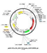 AAV-Ef1a-DO_DIO-tdTomato_GFP