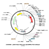 AAV-hSyn-DIO-axon-jGCaMP8s-P2A-mRuby3