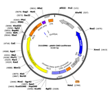 AAV-CAG-Luciferase