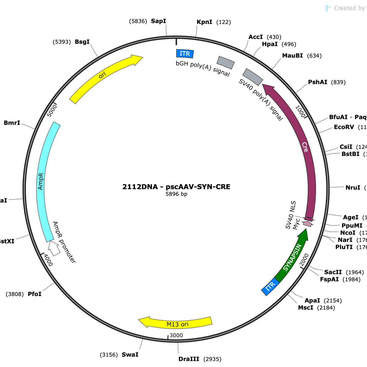 scAAV-SYN-CRE – COVF Viral Vector Core