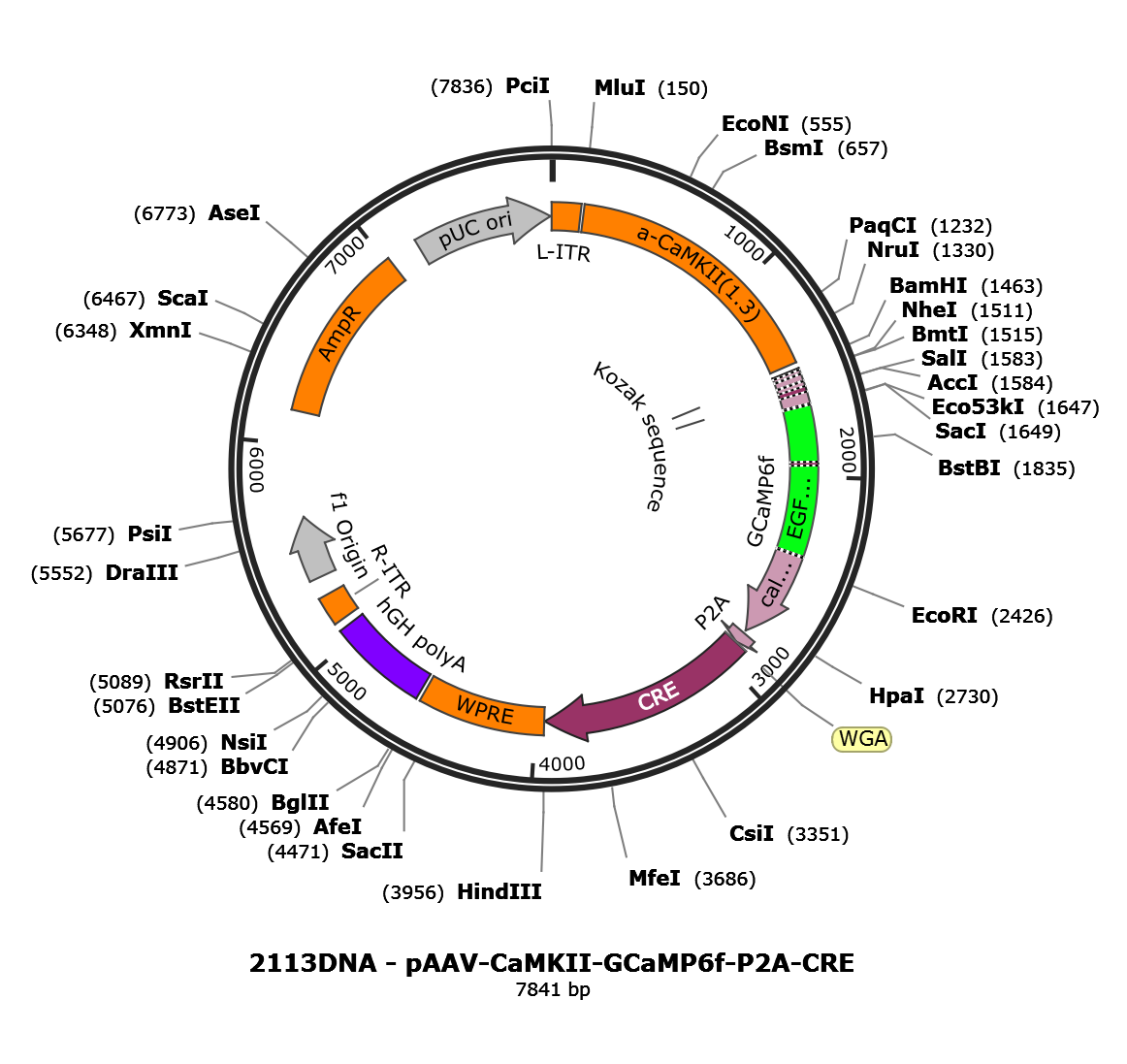AAV-CaMKII-GCaMP6f-2A-CRE