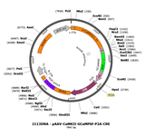 AAV-CaMKII-GCaMP6f-2A-CRE