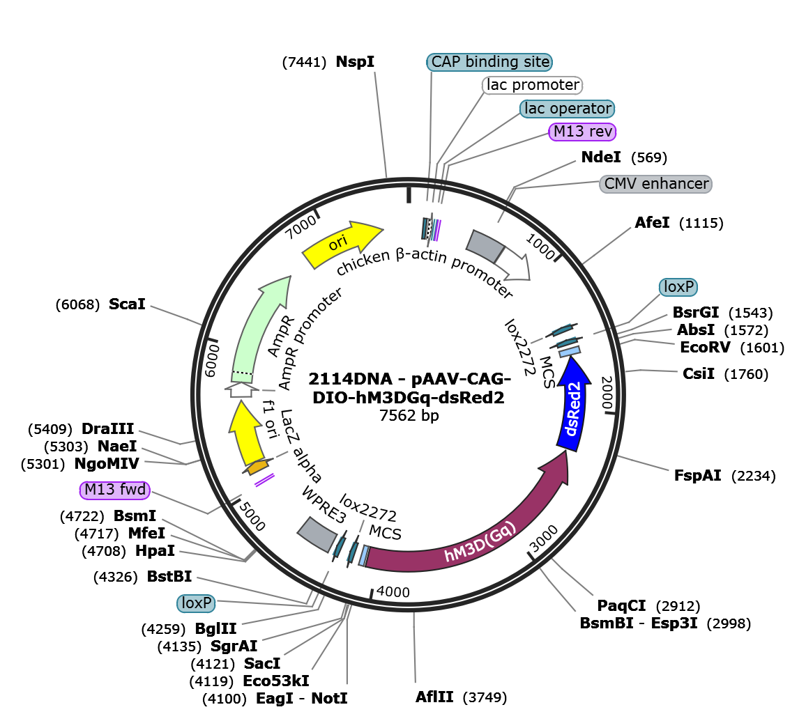 AAV-CAG-DIO-hM3D(Gq)-dsRed2