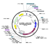 AAV-CAG-DIO-hM3D(Gq)-dsRed2
