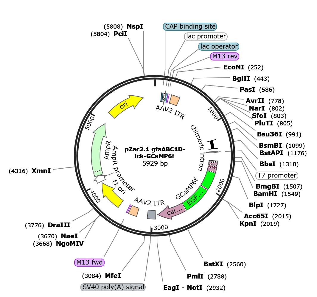 AAV-GfaABC1D-lck-jGCaMP8m