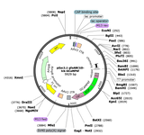 AAV-GfaABC1D-lck-jGCaMP8m