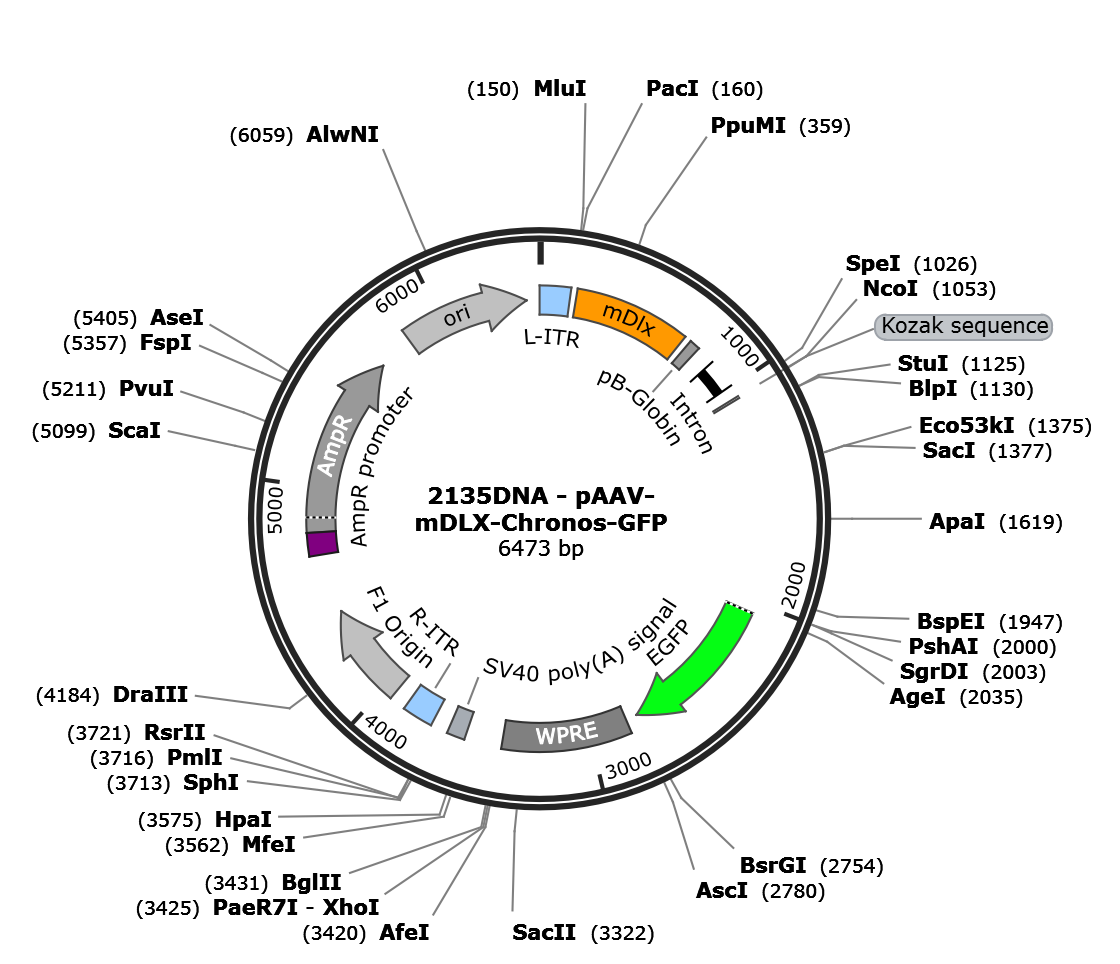 AAV-mDLX-Chronos-GFP