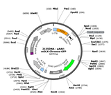 AAV-mDLX-Chronos-GFP