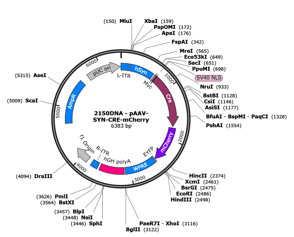 AAV-Syn-Cre-mCherry