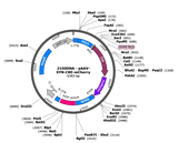 AAV-Syn-Cre-mCherry