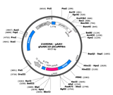 AAV-gfaABC1D-jGCaMP8m