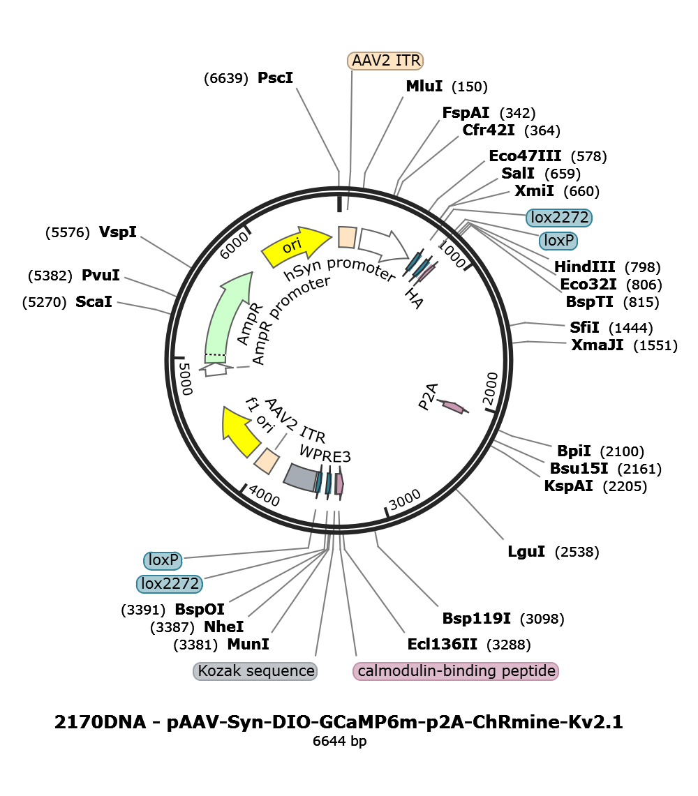 AAV-hSyn-Flex-GCaMP6m-p2A-ChRmine-Kv2.1
