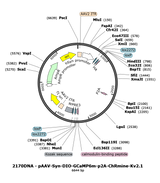 AAV-hSyn-Flex-GCaMP6m-p2A-ChRmine-Kv2.1
