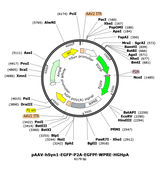 AAV-hSyn1-eGFP-P2A-eGFPf
