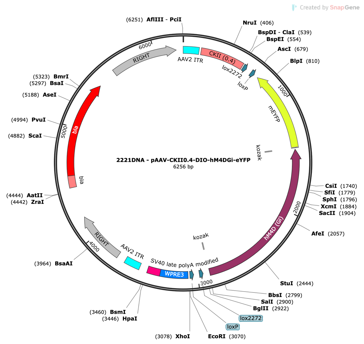 AAV-CaMKII-DIO-hM4D(Gi)-eYFP