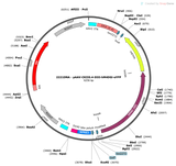 AAV-CaMKII-DIO-hM4D(Gi)-eYFP