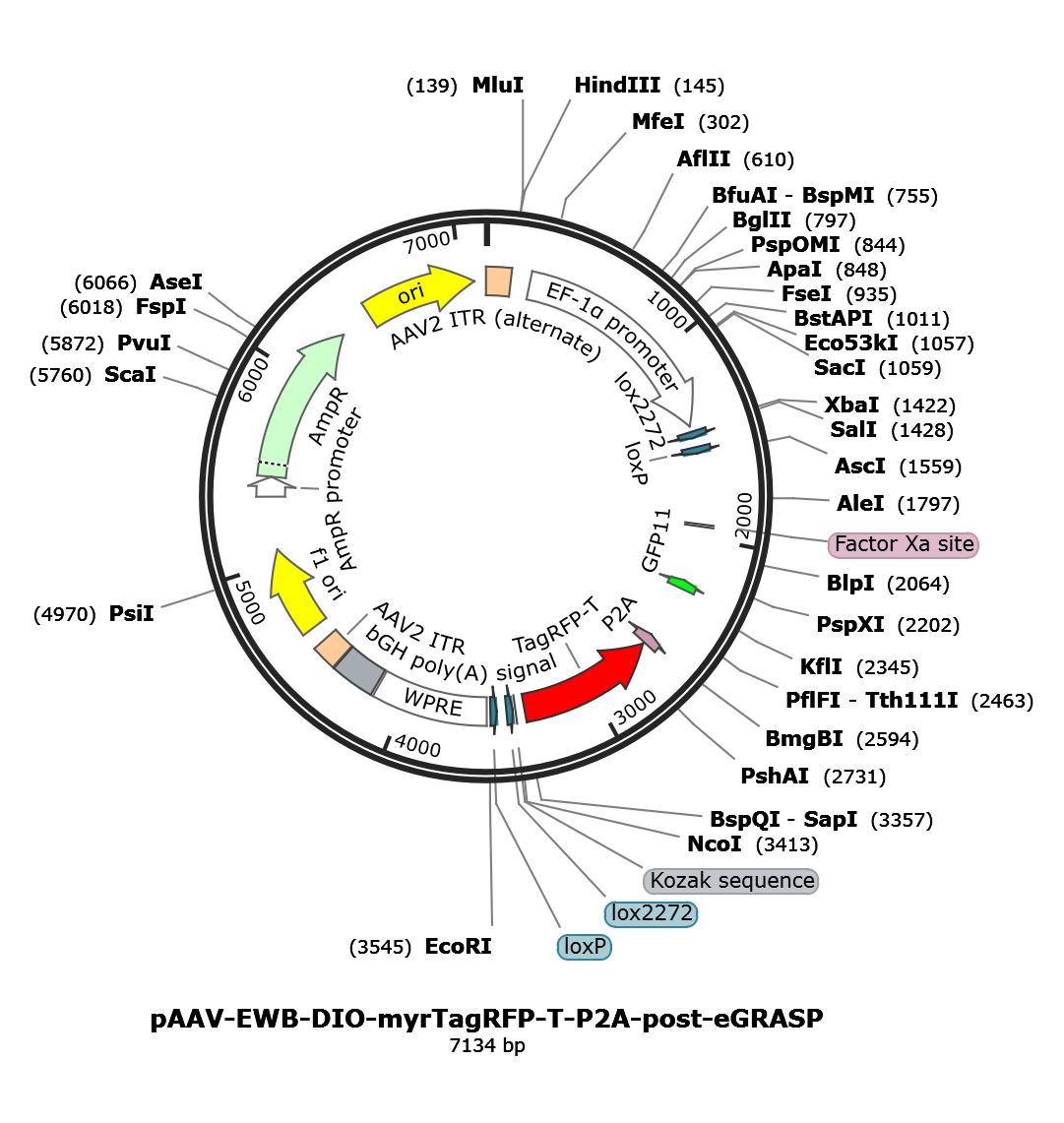 AAV-EWB-DIO-myrTagRFP-P2A-post-eGRASP