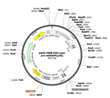 AAV-EWB-DIO-cyan-pre-eGRASP