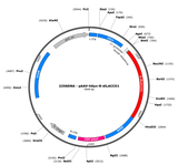 AAV-hSyn-R-diLACCO1