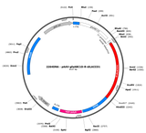 AAV-gfaABC1D-R-diLACCO1