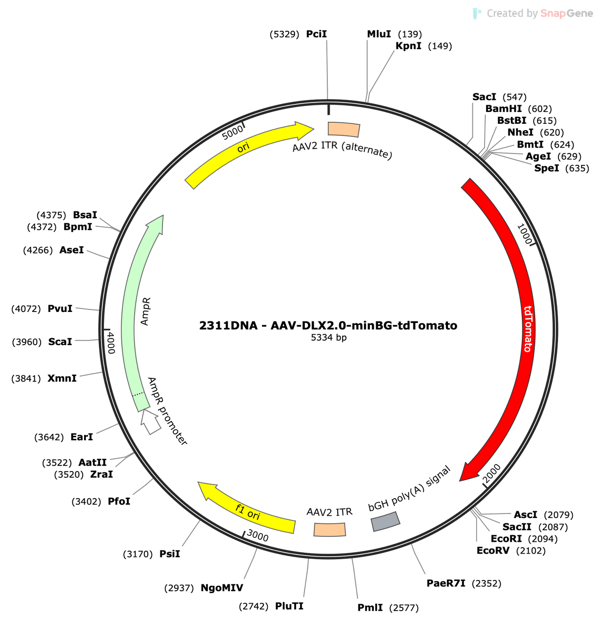 AAV-DLX2.0-minBG-tdTomato