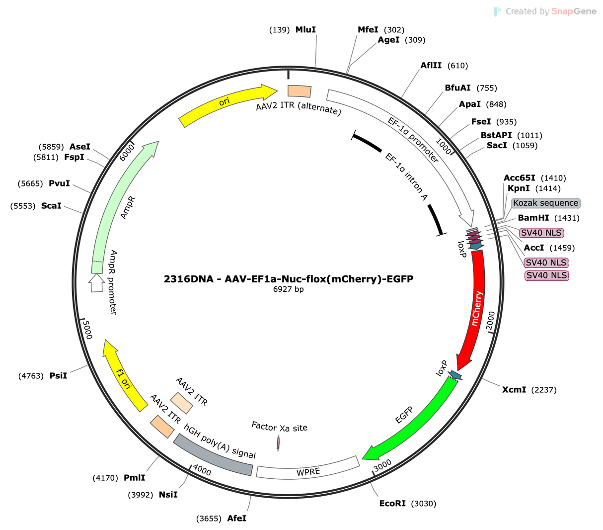 AAV-EF1a-Nuc-flox(mCherry)-EGFP