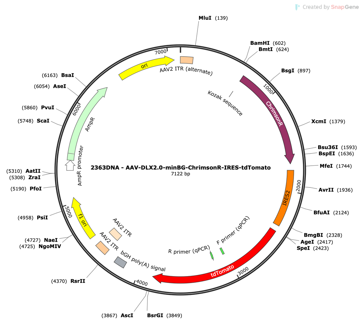 AAV-DLX2.0-minBG-ChrimsonR-IRES-tdTomato